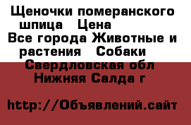 Щеночки померанского шпица › Цена ­ 25 000 - Все города Животные и растения » Собаки   . Свердловская обл.,Нижняя Салда г.